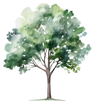 PNG Tree plant white background watercolor paint