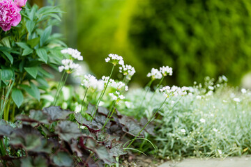 Allium neapolitanum or Ornamental Onion flowers blossoming on flower bed in a garden on sunny summer day. Amaryllidaceae pennial bulbouus plants.