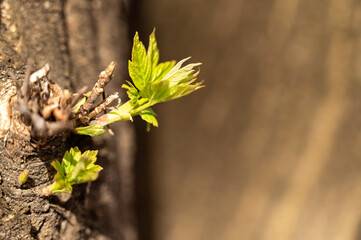 Young leaves on a tree in spring. Shallow depth of field.