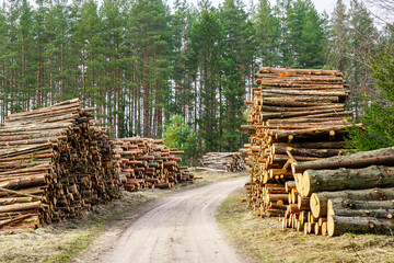 Large piles of felled pine logs piled up on the edge of a forest road, pinewood raw material, forestry - obrazy, fototapety, plakaty