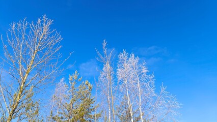 Pine, aspen and birch trees grow in the city park. Their crowns rise high into the blue sky. In...