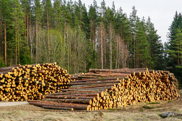 Large piles of pine logs at the edge of the forest prepared for transport, cut down forest, logging