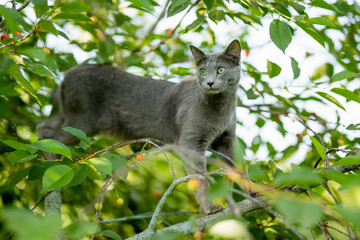 Young playful Russian Blue cat relaxing in the backyard. Gorgeous blue-gray cat with green eyes having fun outdoors in a garden or a back yard. - obrazy, fototapety, plakaty
