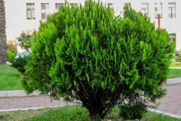 Small tree on the street. Decorative tree in the park against the background of the building. Tree in the park in front of the house. Tree with pointed leaves.