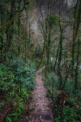 path in an overgrown autumn forest