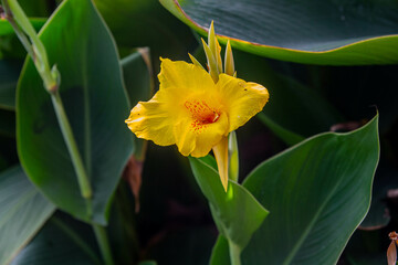 Yellow daffodil flower. Beautiful yellow flower on a green field. Bright flower on a darkened...