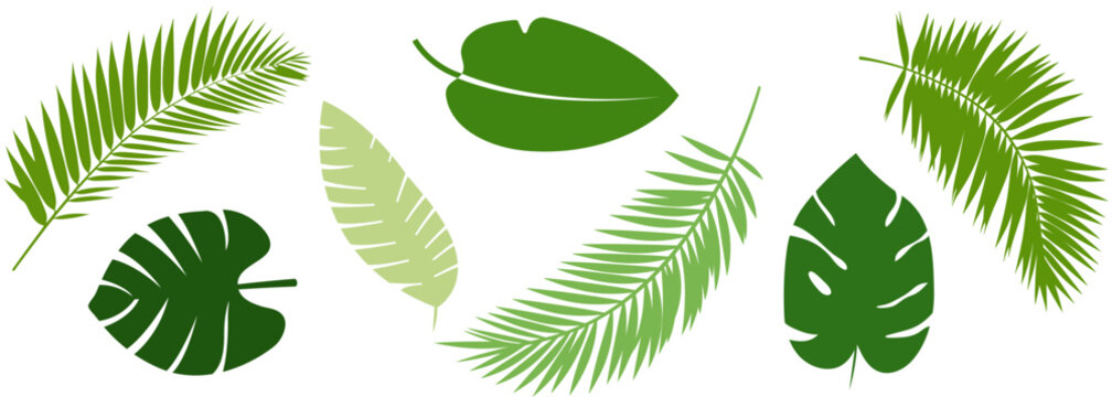Set of different green tropical leaves. Vector illustration isolated on white background