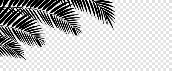 Summer tropical background with palms on transparent