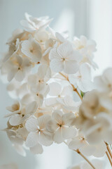 Close-Up of White Hydrangeas on White Background
