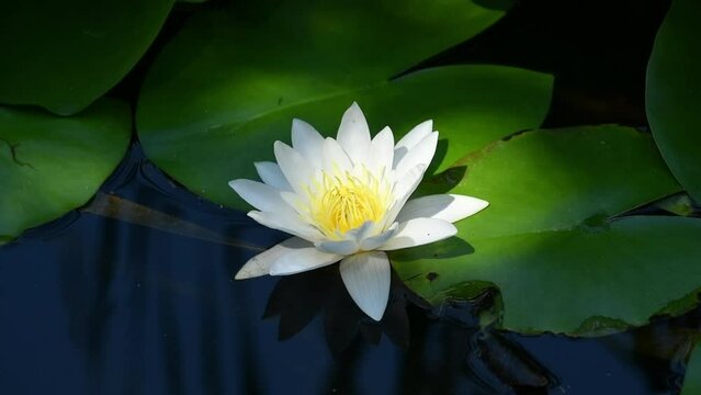 Beautiful unfolded lotus flower in a pond