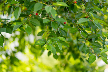 Ripening cherry fruits on a cherry tree branch. Harvesting berries in cherry orchard on sunny...