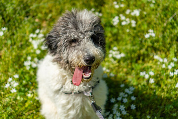Labradoodle Sitting in Wild Flowers