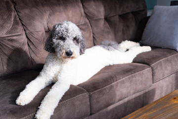 Labradoodle on the Couch