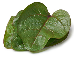 malabar spinach plant leaves isolated white background, ceylon, indian or vine spinach, basella...