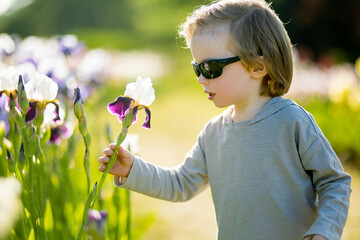 Cute little boy admiring colorful iris flowers blossoming on a flower bed in the park on sunny summer evening.