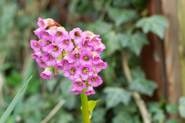 Blossoming bergenia cordifolia.