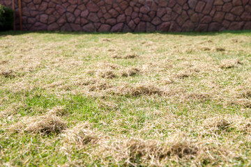 Close up of dry grass on the lawn for background and texture.