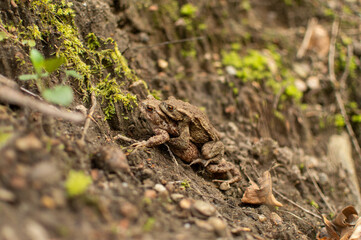 Frogs mating in forest 
