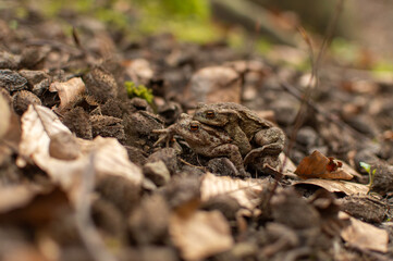 Frogs mating in a forest
