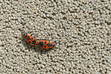 Firebugs mating on a wall
