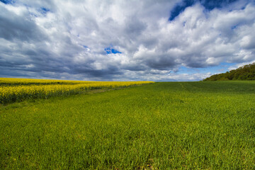 Beautiful view on the field of yellow rapeseed in cloudy spring day. Czech Republic.