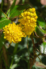 Mahonia blossoming