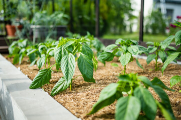 Cultivating bell peppers in a greenhouse on summer day. Growing own fruits and vegetables in a homestead.