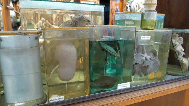 Animals internal organs. Animals internals in glass jars with formaldehyde for medical research, among which pig kidney, horny hoof capsule, dog lungs