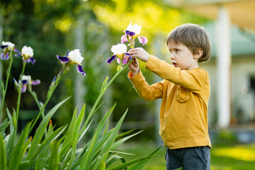 Cute little boy admiring colorful iris flowers blossoming on a flower bed in the park on sunny...