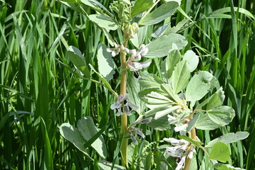 Marais Poitevin à vélo