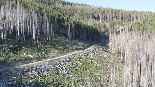 A forest with dead trees and a dirt road. Scene is somber and desolate