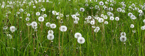 White dandelions on green grass