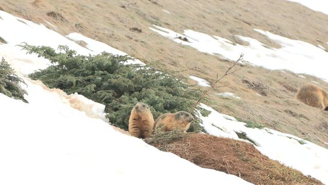 Marmotta delle Alpi (Marmota marmota) Marmotta delle Alpi