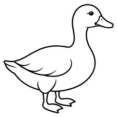 duck isolated on white