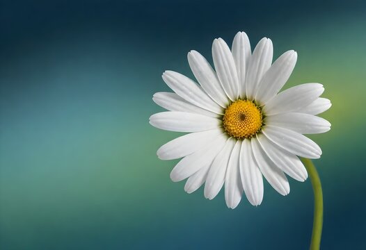 Close-up of a white daisy with a yellow center against a gradient blue and green background
