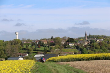 Houssay et les colzas