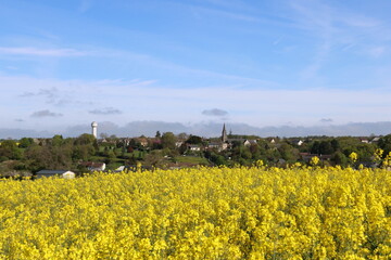 Houssay et les colzas