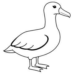duck isolated on white