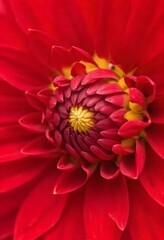 Close-up of a red dahlia flower showing detailed petals and the yellow center