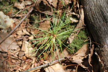 small pine sprouting in the forest