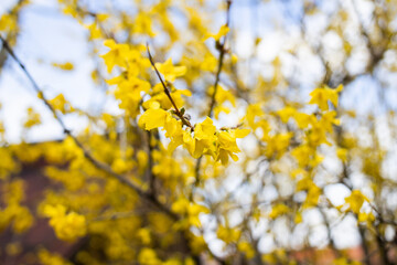  blooming golden rain tree (laburnum) branch in spring in a city park in - obrazy, fototapety, plakaty