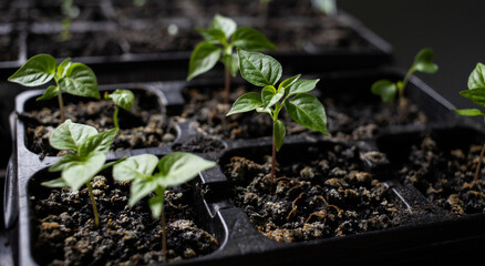 seedlings growing indoors home gardening