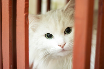A white Felidae with green iris is behind a red fence