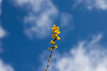  blooming golden rain tree (laburnum) branch in spring in a city park in