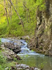 Forest and Stream in early Spring