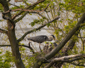 Graureiher - Grey Heron - Ardea cinerea
