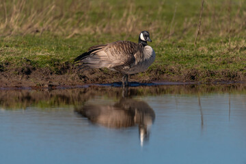 Wild goose near lake with water in spring fresh sunny day