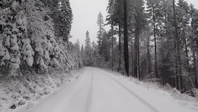 A snowy road with trees in the background. The snow is covering the ground and the trees are bare