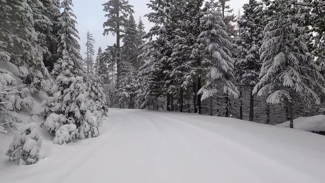 A snowy road with trees in the background. The snow is covering the ground and the trees are bare