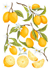 Set of lemon citrus fruits with green leaves.